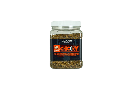 Domain Chicory seed