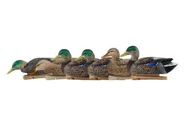 Top Flight Early Season Mallards