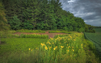 Dirty Bird™ Food Plot Seed